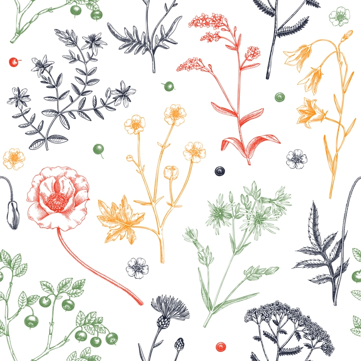 Summer background with flowers and berries. Wildflowers seamless pattern in sketch style. Herbs, meadows, flowering plants vector illustrations. Floral design in engraved style for textile or fabric
